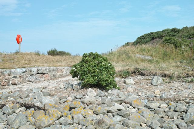 Steve Smith, , The Shore, near Torry, Aberdeen, 